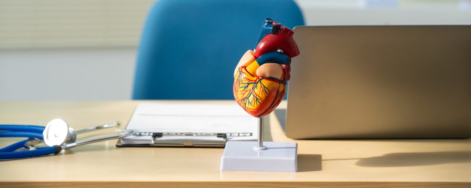 modelo de corazón cardiólogia Dra. Kassandra CDMX